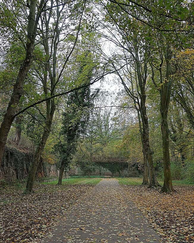Tree-lined avenue in the Parc de la Citadelle in Lille, century-old trees in a row, people walking and cycling under an overcast sky